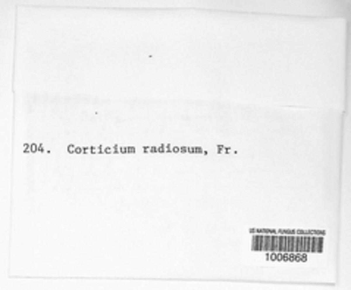 Corticium radiosum image